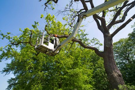 Emergency Tree Topping Services